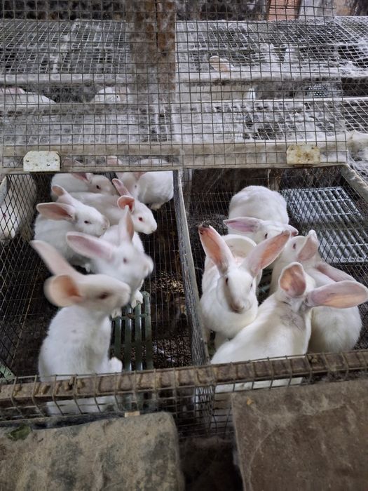 Кролик белый панон