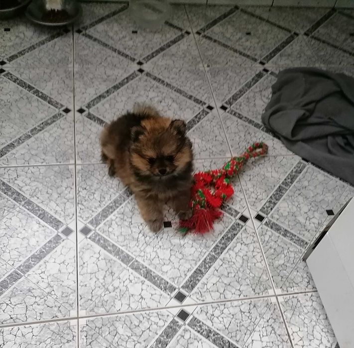 Sprzedam Szpic Miniaturowy Pomeranian