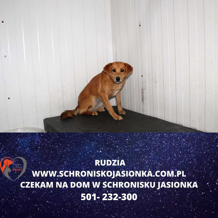 Rudzia do adopcji – Schronisko Jasionka