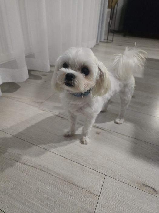 Maltańczyk - reproduktor