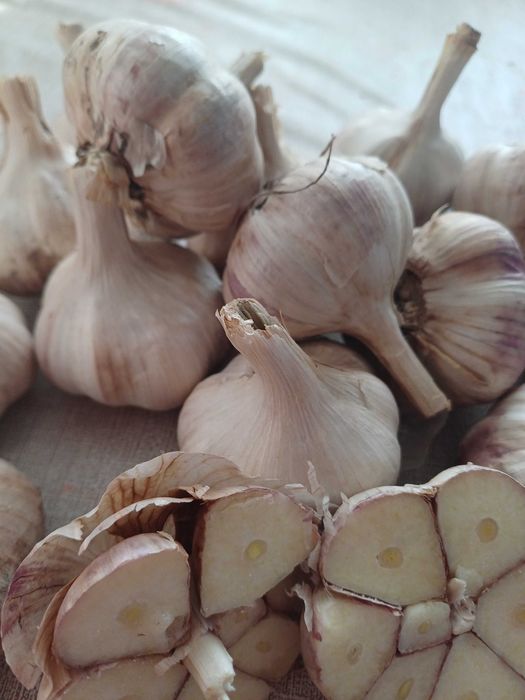 Czosnek zimowy Harnaś