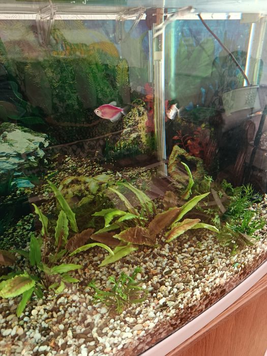 Акваріум панорамний 120