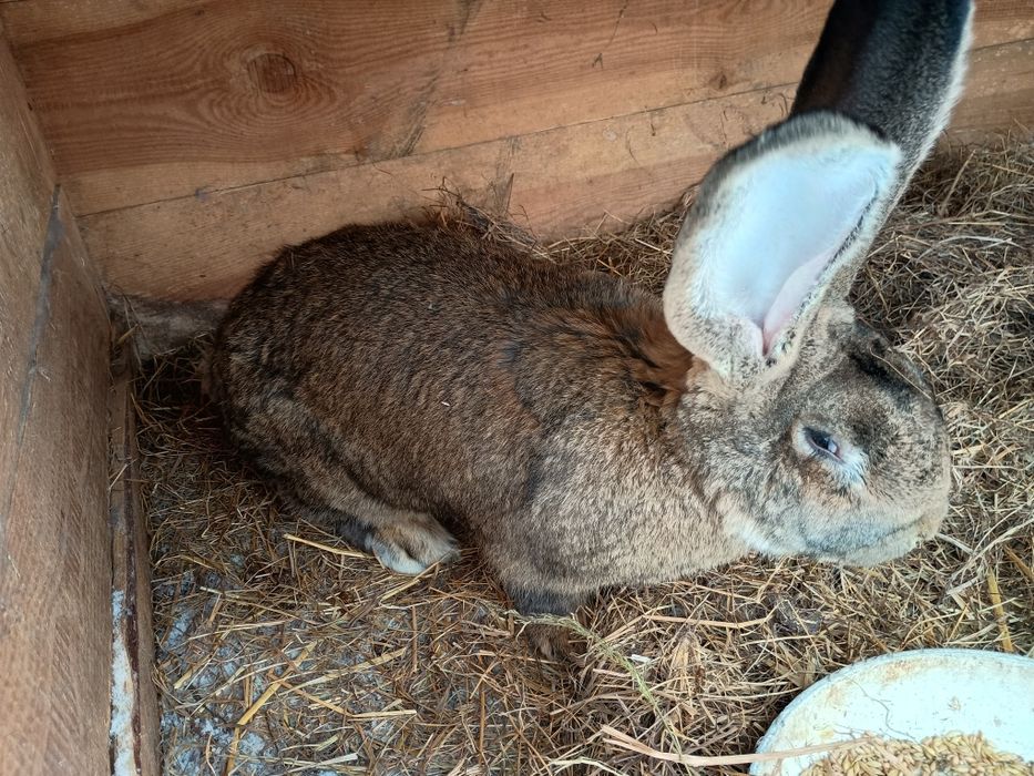 Zamienię/sprzedam samca królika