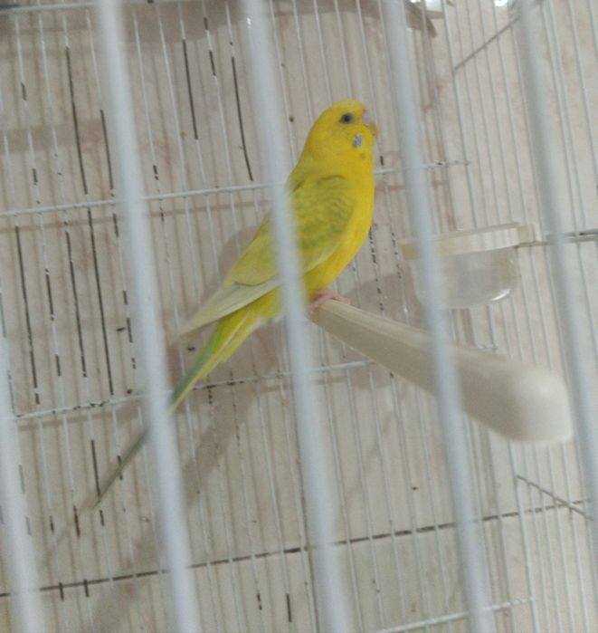 Periquitos Australianos e Gaiolas.