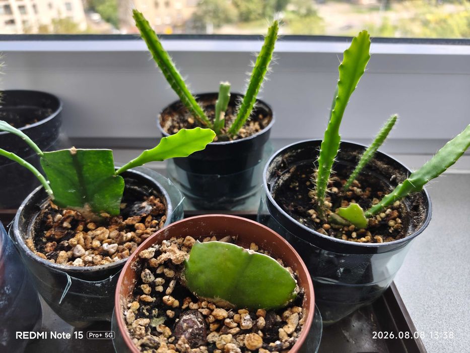 Sadzonki sukulent Epiphyllum Red rośliny doniczkowe
