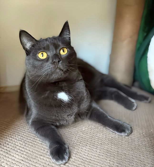 Лаура шукає свою люблячу маму!