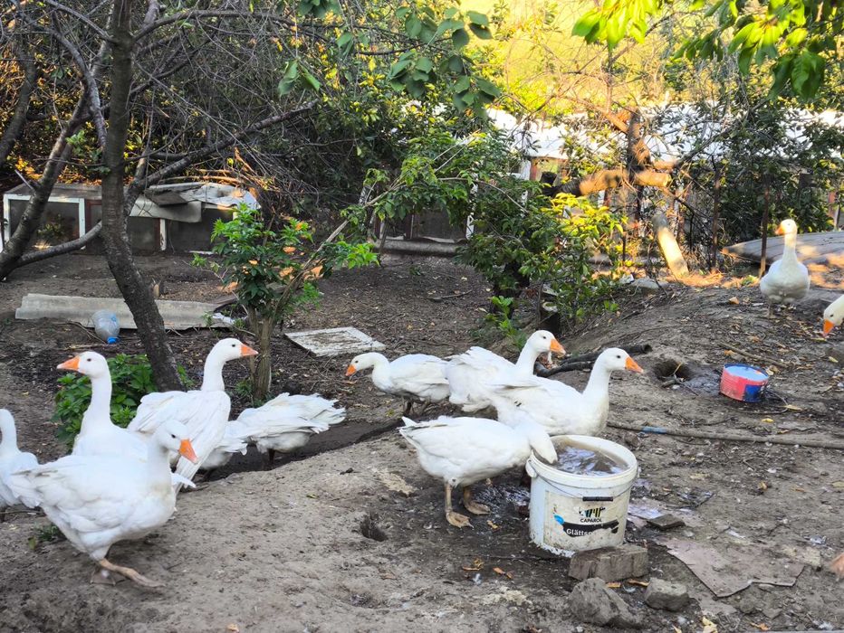 Гуси и бройлер под заказ