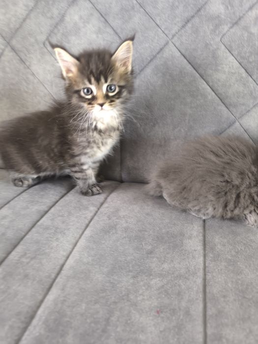 Kotka Maine coon