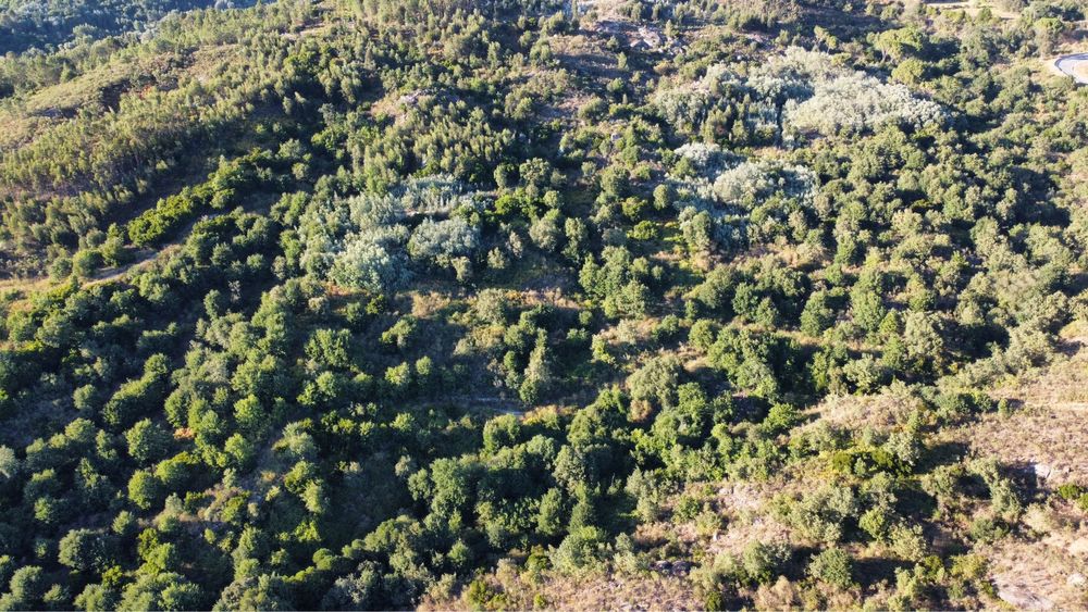 Terreno com 16 hectares para aviários, vinha ou paineis fotovoltaicos