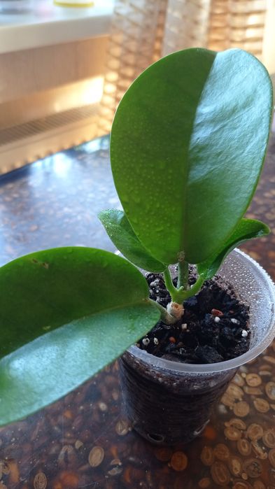 Орхидея B.Tuberculata×C.Dowiana;хойя Аустралис-250