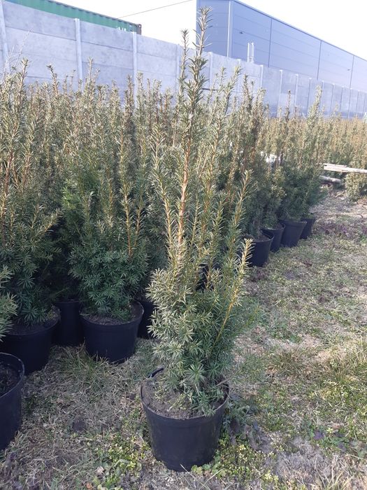 Cis hicksii hilli baccata 80cm taxus