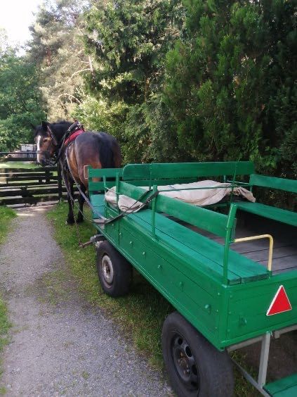 Koń i bryczka sprzedam