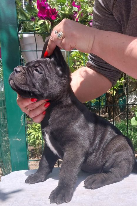 Щенки кане корсо!