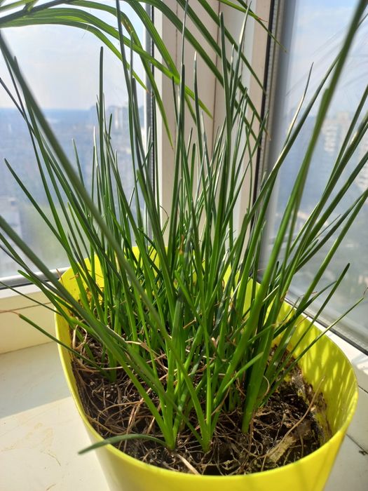 Продам зефірантес