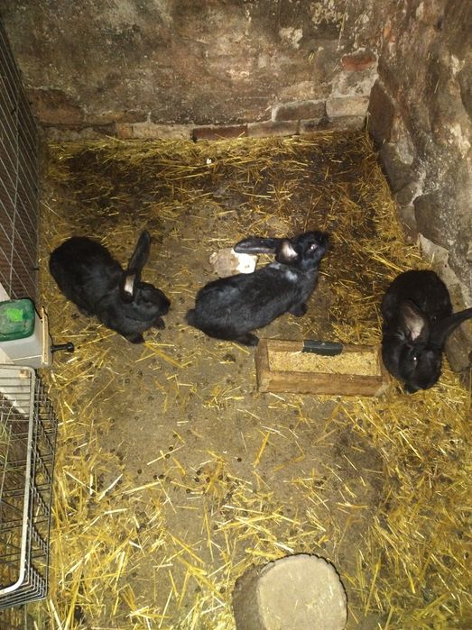 Króliki Belgijski Olbrzym