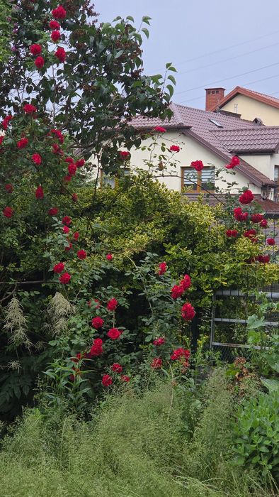 Boho Apartament + Różany Ogród  !