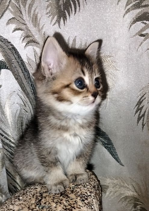 Кошенята шотландської породи