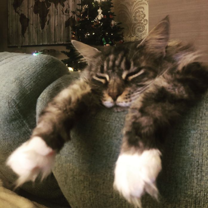 Pet sitting ao domicílio - Oeiras