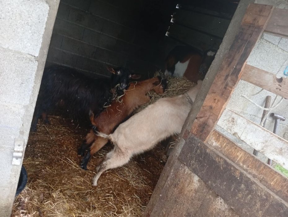 Disponiveis cabras novas
