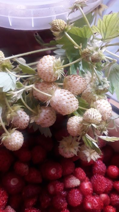 Розсада суниці білої