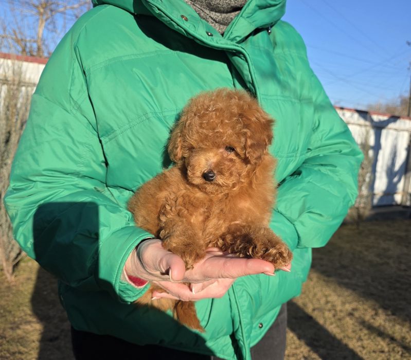Хлопчики та дівчатка. Неймовірні кучеряшки.