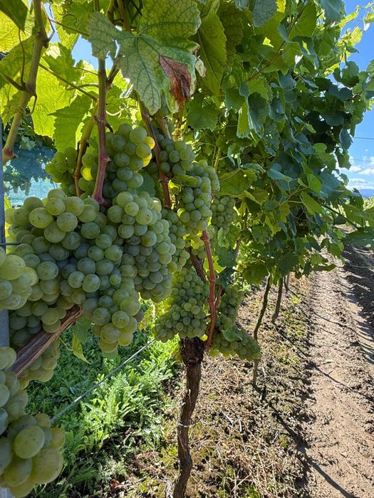 Sprzedam  winogrona na wino soki itp