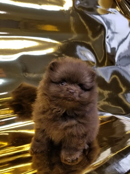 Мальчик померанский шпиц