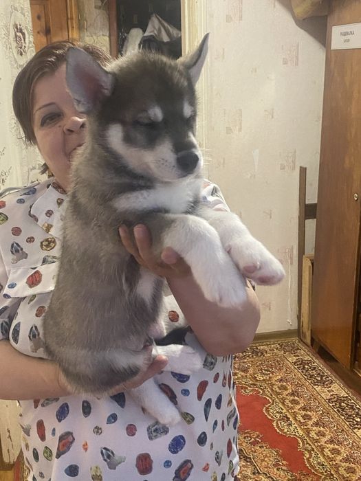 Щенки хаски