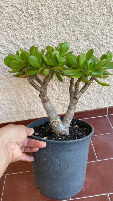 Vendo suculenta Jade