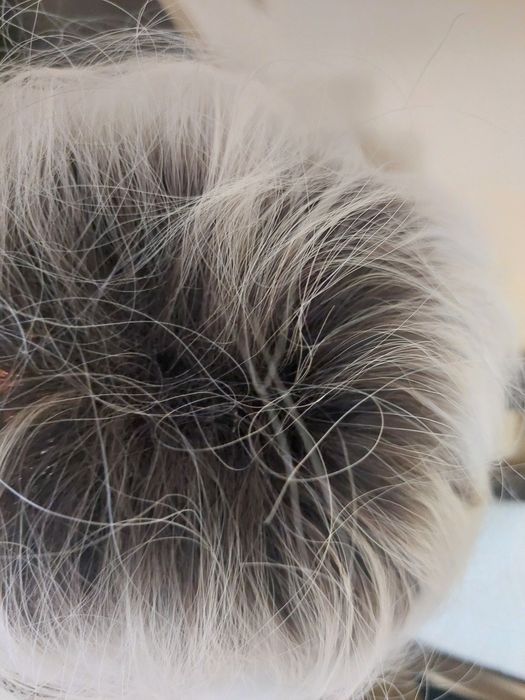 Sprzedam perukę nowa