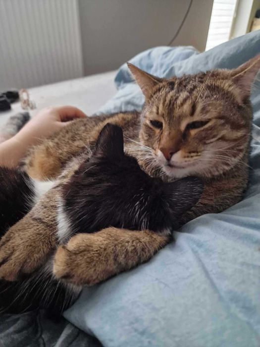 Timon i Aniela do adopcji szukają domu