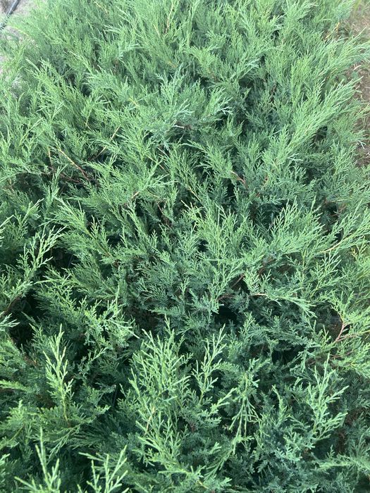 Ялівець казацький Блу Дануб