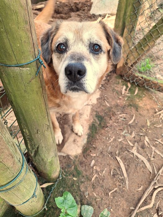 Mateus, para adoção!