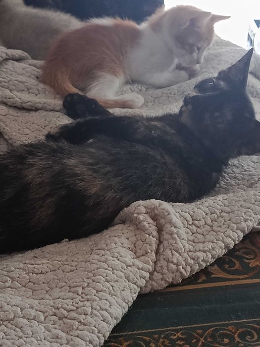 Gatinhos que precisam de amor