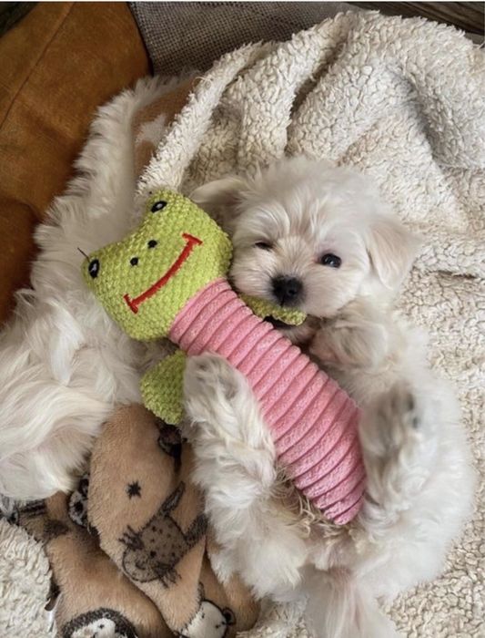 Maltańczyk szczenię