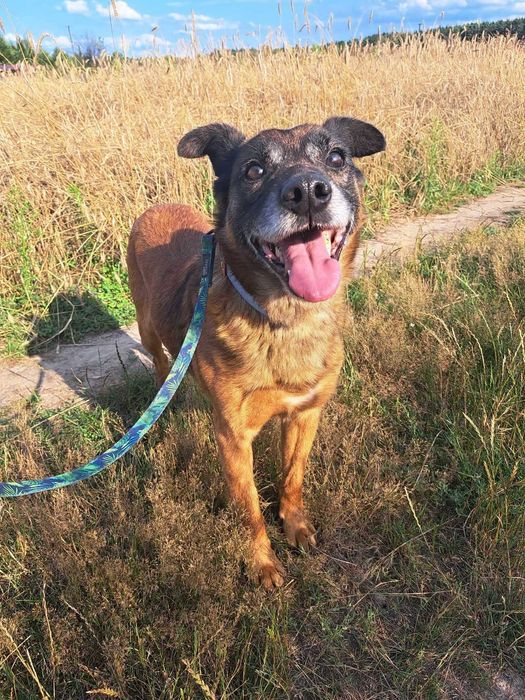 Wykop kochany pies szuka domu! | MASZ NOSA