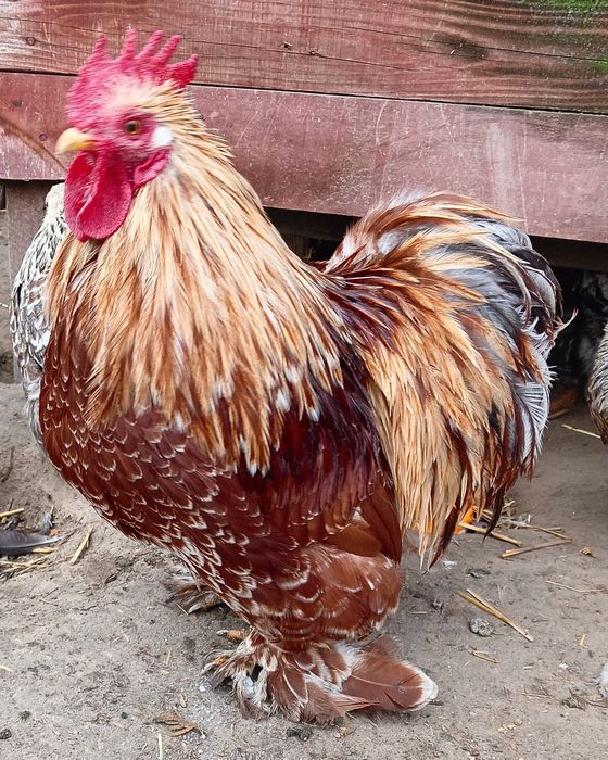 Kogut kochin karzełek