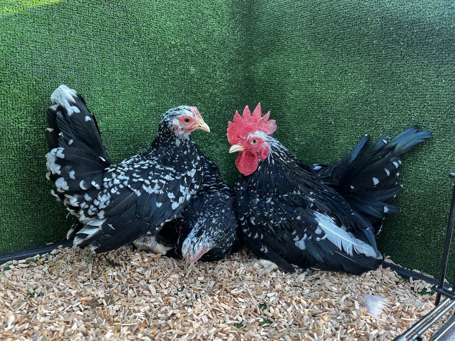 Chabo Szabo czarno-nakrapiane