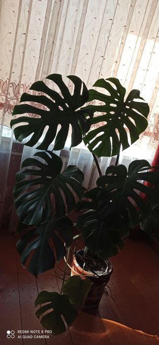 Монстера 10 листочків.
