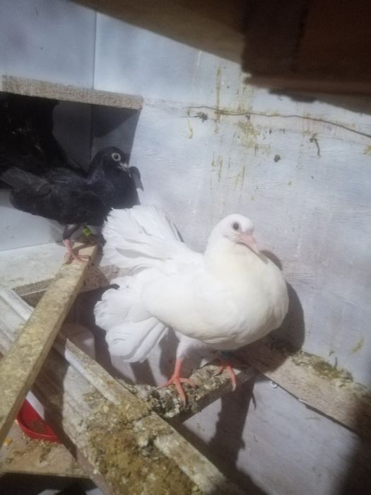 Pombas.de lecre boa qualidade.