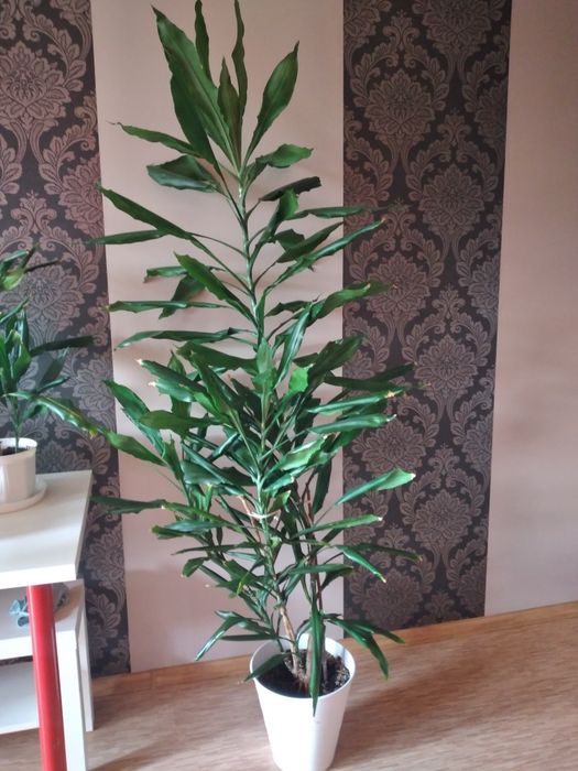 Kwiat doniczkowy  yuca  180 cm.