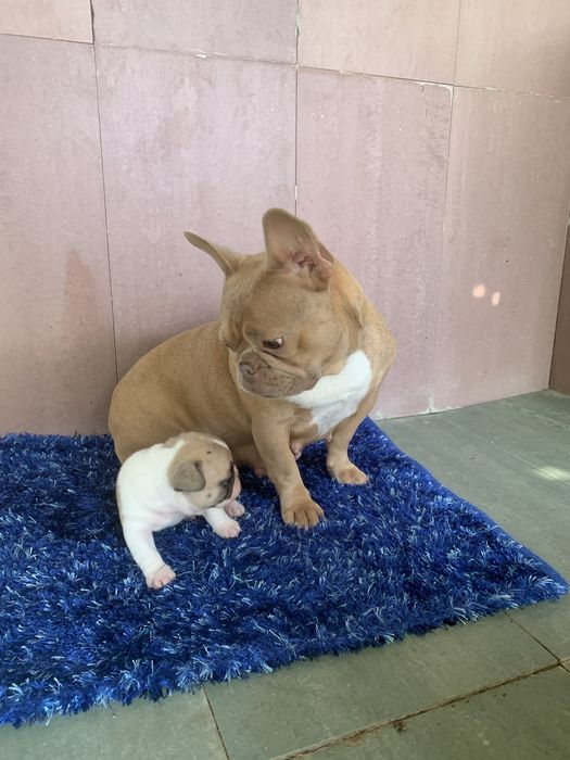 Bulldog frances fawn pied