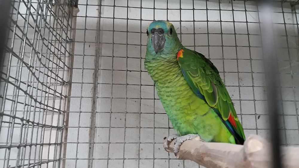 Papagaios bebés para acabar de criar à mão