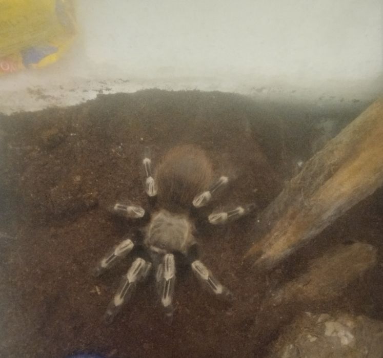 Ptasznik Nchadu Chromatus