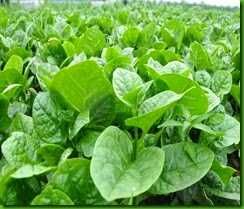 kit sementes insolitas