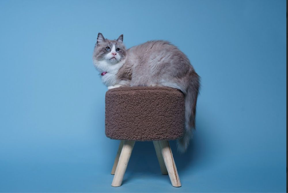 Ragdoll  Ragdolle FPL /FIFE prawdziwy rodowod Duza wyprawka