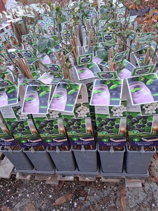 Plantas de amoras - 2 litros