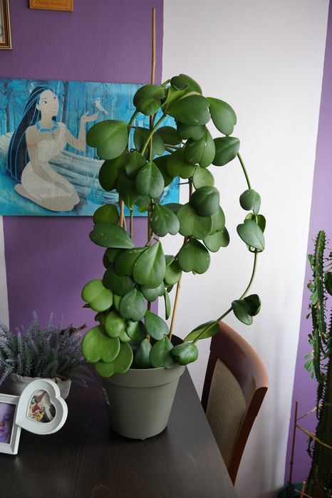 Hoja okolo 80 cm