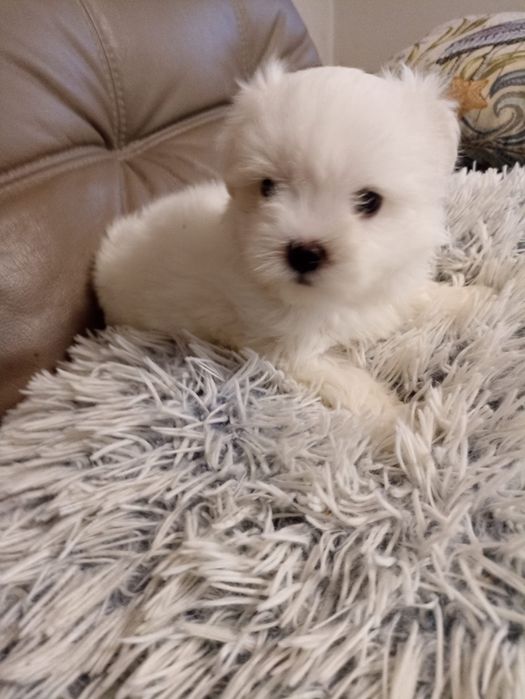 Maltańczyk piesek samiec malutki z Rodowodem Częstochowa