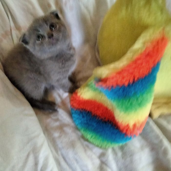 Девочка шотландский скоттиш фолд